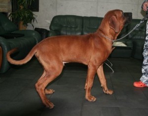 土佐犬子犬販売、男の子（オス）、赤毛、2012年07月08日生まれ、京都府ブリーダー、ID121204874456