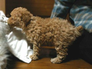 トイ・プードル、クリーム系アプリコット、メス、小さいサイズ、神奈川県ブリーダー子犬販売、2012/10/28-001