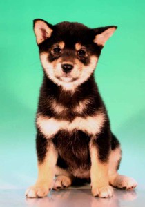 柴犬子犬販売、黒毛（黒柴）、女の子（メス）、2012年10月24日産まれ、千葉県ブリーダー、ID20121024-002
