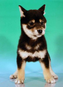 柴犬子犬販売、黒毛（黒柴）、女の子（メス）、2012年10月24日産まれ、千葉県ブリーダー、ID20121024-002