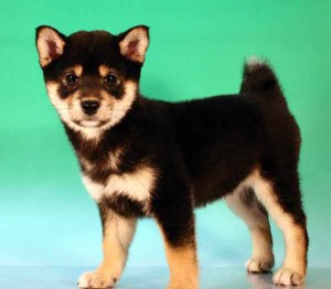 柴犬子犬販売、黒毛（黒柴）、女の子（メス）、2012年10月24日産まれ、千葉県ブリーダー、ID20121024-002