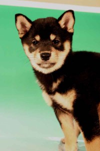 柴犬子犬販売、黒毛（黒柴）、女の子（メス）、2012年10月24日産まれ、千葉県ブリーダー、ID20121024-001