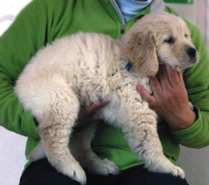 ゴールデンレトリーバー子犬販売情報、ゴールド、男の子（オス）、2012年12月04日産まれ、茨城県ブリーダー、ID130124369649