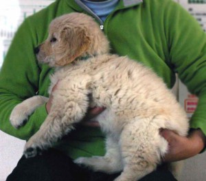 ゴールデンレトリーバー子犬販売情報、ゴールド、男の子（オス）、2012年12月04日産まれ、茨城県ブリーダー、ID130124369649
