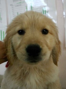 ゴールデンレトリーバー子犬販売、ゴールド、女の子（メス）、2012年11月16日日生まれ、茨城県ブリーダー、ID130124521616