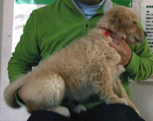 ゴールデンレトリーバー子犬販売、ゴールド、女の子（メス）、2012年11月16日日生まれ、茨城県ブリーダー、ID130124521616