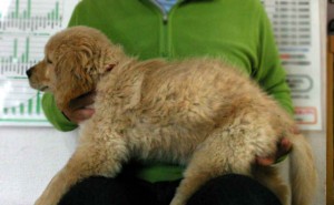 ゴールデンレトリーバー子犬販売、ゴールド、女の子（メス）、2012年11月16日日生まれ、茨城県ブリーダー、ID130124521616
