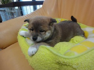 柴犬子犬販売、赤毛（赤柴）、女の子（メス）、2012年12月15日産まれ、栃木県ブリーダー、ID20121215-001