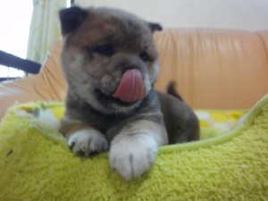 柴犬子犬販売、赤毛（赤柴）、女の子（メス）、2012年12月15日産まれ、栃木県ブリーダー、ID20121215-001