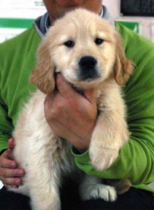 ゴールデンレトリーバー子犬販売、ゴールド、女の子（メス）、2012年11月16日産まれ、茨城県ブリーダー、ID130124651215