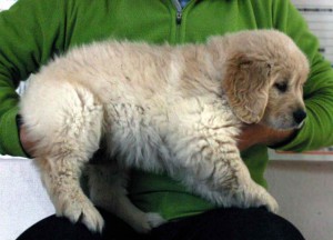 ゴールデンレトリーバー子犬販売情報、ゴールド、男の子（オス）、2012年12月04日産まれ、茨城県ブリーダー、ID130124759831