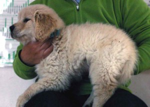 ゴールデンレトリーバー子犬販売情報、ゴールド、男の子（オス）、2012年12月04日産まれ、茨城県ブリーダー、ID130124759831