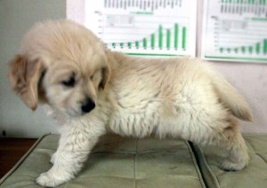ゴールデンレトリーバー子犬販売、ゴールド、男の子（オス）、2012年12月04日生れ、茨城県ブリーダー、ID130124771965
