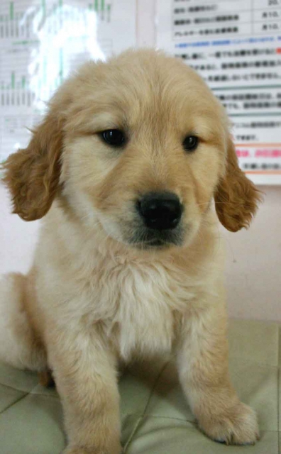 ゴールデンレトリーバー子犬販売、ゴールド、女の子（メス）、2012年11月16日産まれ、茨城県ブリーダー、ID130124926095