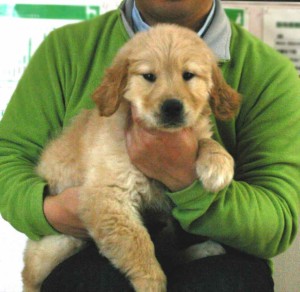 ゴールデンレトリーバー子犬販売、ゴールド、女の子（メス）、2012年11月16日産まれ、茨城県ブリーダー、ID130124926095