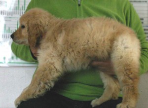 ゴールデンレトリーバー子犬販売、ゴールド、女の子（メス）、2012年11月16日産まれ、茨城県ブリーダー、ID130124926095