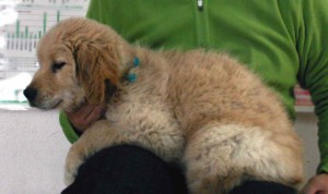 ゴールデンレトリーバー子犬販売情報、ゴールド、男の子（オス）、2012年11月17日産まれ、ID130124958664