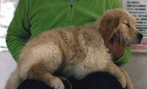 ゴールデンレトリーバー子犬販売情報、ゴールド、男の子（オス）、2012年11月17日産まれ、ID130124958664