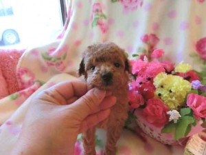 トイプードル子犬販売（アプリコット、女の子（メス）、2012年12月28日生まれ、ハイオンタイプ）、茨城県ブリーダー、ID2012/12/28-003。2枚目