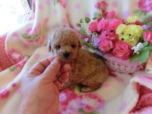 トイ・プードル、クリーム、メス、小さいサイズ、茨城県ブリーダー子犬販売、2012/12/28-002