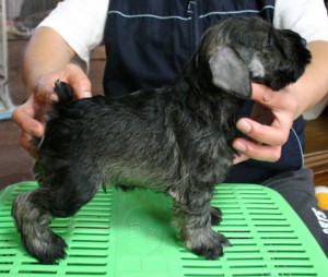 ミニチュアシュナウザー子犬販売、ソルト＆ペッパー、男の子（オス）、2013年02月02日産まれ、神奈川県ブリーダー、ID20130202005