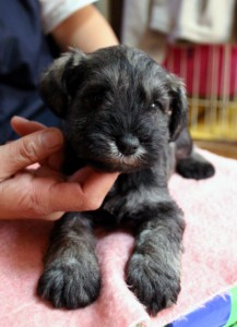ミニチュアシュナウザー子犬販売、男の子（オス）、ソルト＆ペッパー、2013年01月30日産まれ、神奈川県ブリーダー、ID130312446798