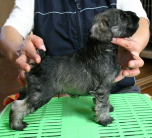 ミニチュアシュナウザー子犬販売、男の子（オス）、ソルト＆ペッパー、2013年01月30日産まれ、神奈川県ブリーダー、ID130312446798