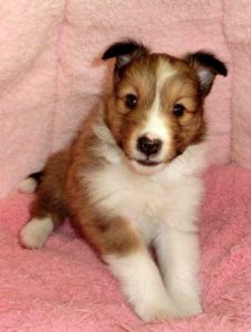 シェットランドシープドッグ(シェルティー）子犬販売情報、セーブル、男の子（オス）、2013年01月18日産まれ、神奈川県ブリーダー、ID130315215905