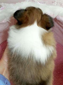 シェットランドシープドッグ(シェルティー）子犬販売情報、セーブル、男の子（オス）、2013年01月18日産まれ、神奈川県ブリーダー、ID130315215905
