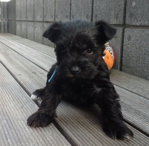 ミニチュアシュナウザー子犬販売、男の子（オス）、ブラック、2013年02月21日産まれ、静岡県ブリーダー、ID20130221004