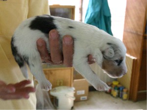 シェットランドシープドッグ(シェルティー）子犬販売情報、ブルーマール、男の子（オス）、2013年05月10日産まれ、埼玉県ブリーダー、ID130525001