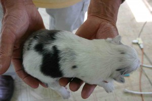 シェットランドシープドッグ(シェルティー）子犬販売情報、ブルーマール、男の子（オス）、2013年05月10日産まれ、埼玉県ブリーダー、ID130525001