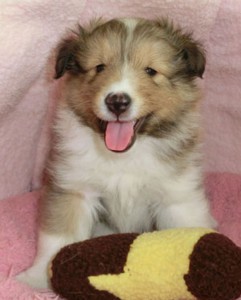シェットランドシープドッグ(シェルティー）子犬販売情報、セーブル、フルカラー、男の子（オス）、2013年03月12日産まれ、神奈川県ブリーダー、ID1304190001
