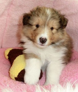 シェットランドシープドッグ(シェルティー）子犬販売情報、セーブル、フルカラー、男の子（オス）、2013年03月12日産まれ、神奈川県ブリーダー、ID1304190001