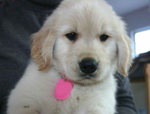 ゴールデンレトリーバー子犬販売、ゴールド、男の子（オス）、2012年09月22日生れ、茨城県ブリーダー、ID121104050425
