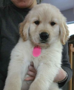 ゴールデンレトリーバー子犬販売、ゴールド、男の子（オス）、2012年09月22日生れ、茨城県ブリーダー、ID121104050425