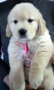 ゴールデンレトリーバー子犬販売情報、ゴールド、女の子（メス）、2012年09月30日産まれ、茨城県ブリーダー、ID121104115638