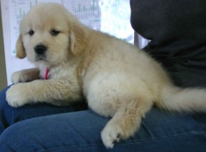 ゴールデンレトリーバー子犬販売情報、ゴールド、女の子（メス）、2012年09月30日産まれ、茨城県ブリーダー、ID121104115638