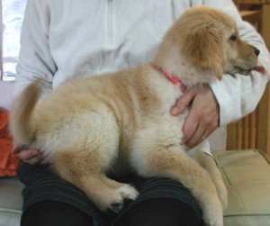 ゴールデンレトリーバー子犬販売、ゴールド、女の子（メス）、2012年09月04日生れ、茨城県ブリーダー、ID121104120973