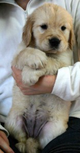 ゴールデンレトリーバー（レトリバー）子犬販売情報、女の子（メス）、ゴールド、2012年09月22日生れ、茨城県ブリーダー、ID121104166327