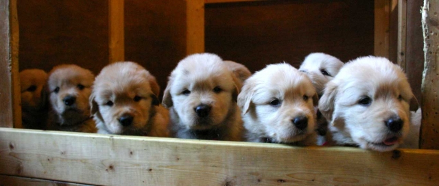 ゴールデンレトリーバー子犬販売、ゴールド、オス１、メス４、2012年09月30日産まれ、茨城県ブリーダー、ID121104190554