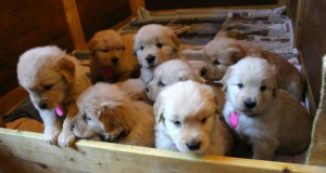 ゴールデンレトリーバー子犬販売、ゴールド、オス１、メス４、2012年09月30日産まれ、茨城県ブリーダー、ID121104190554