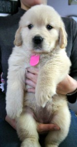 ゴールデンレトリーバー子犬販売情報、ゴールド、女の子（メス）、2012年09月30日産まれ、茨城県ブリーダー、ID121104227717