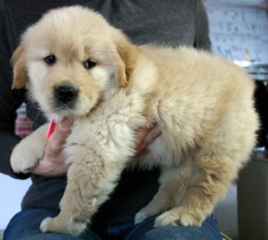 ゴールデンレトリーバー子犬販売情報、ゴールド、女の子（メス）、2012年09月30日産まれ、茨城県ブリーダー、ID121104227717