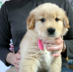 ゴールデンレトリーバー子犬販売情報、ゴールド、女の子、2012年09月30日産まれ、茨城県ブリーダー、ID121104281335