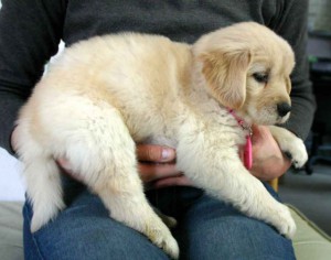ゴールデンレトリーバー子犬販売、ゴールド、メス、2012年10月04日産まれ、茨城県ブリーダー、ID121104359835