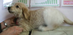 ゴールデンレトリーバー子犬販売、ゴールド、女の子（牝、雌、メス、Female）、2012年09月04日産まれ、茨城県ブリーダー、ID121104377933