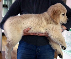 ゴールデンレトリーバー子犬販売、ゴールド、女の子（牝、雌、メス、Female）、2012年09月04日産まれ、茨城県ブリーダー、ID121104377933