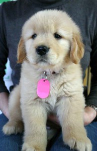 ゴールデンレトリーバー子犬販売情報、ゴールド、女の子、2012年09月30日産まれ、茨城県ブリーダー、ID121104599146
