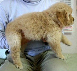 ゴールデンレトリーバー子犬販売情報、ゴールド、女の子、2012年09月30日産まれ、茨城県ブリーダー、ID121104599146